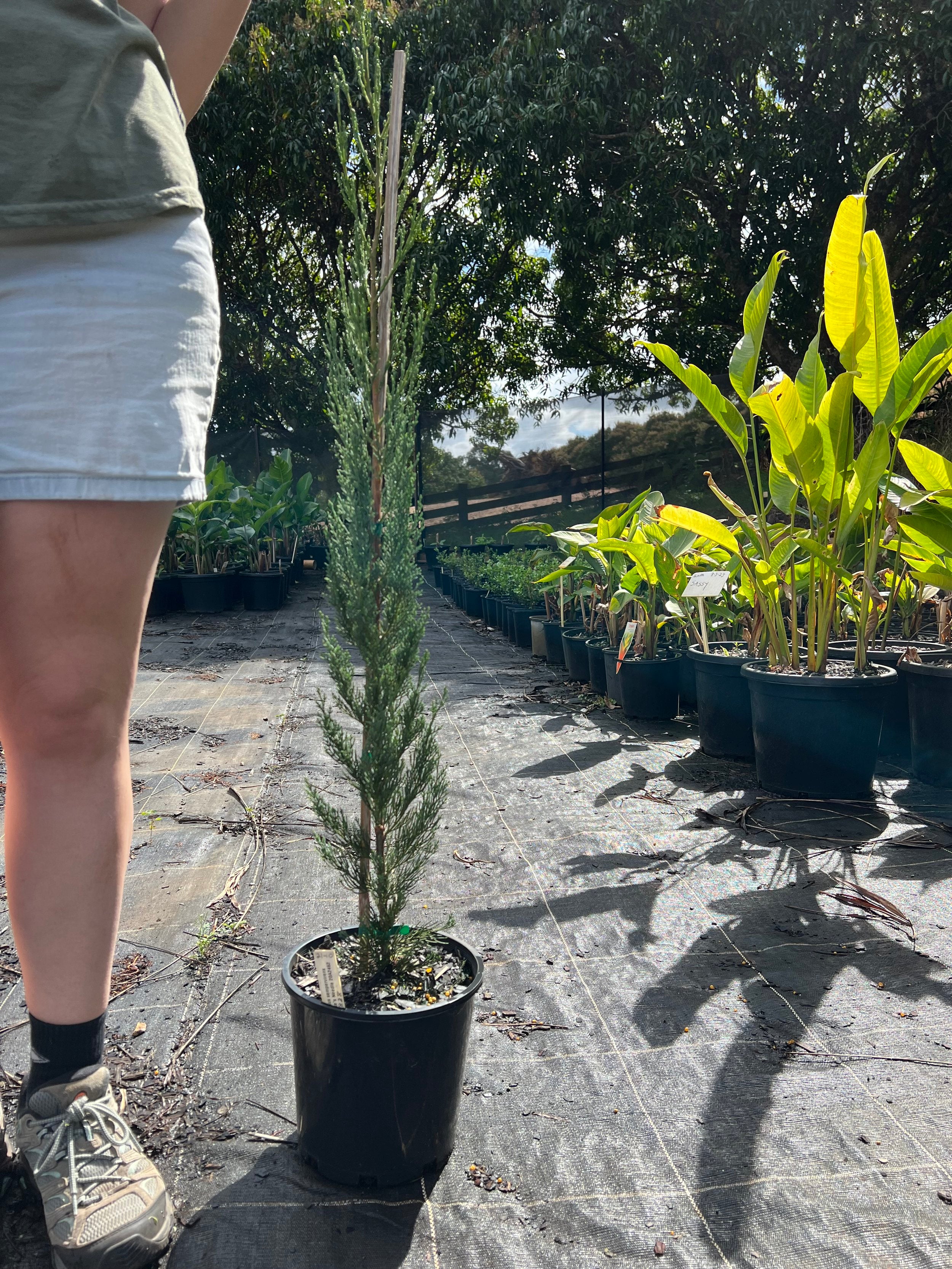 Cupressus sempervirens Nitschkes Needles