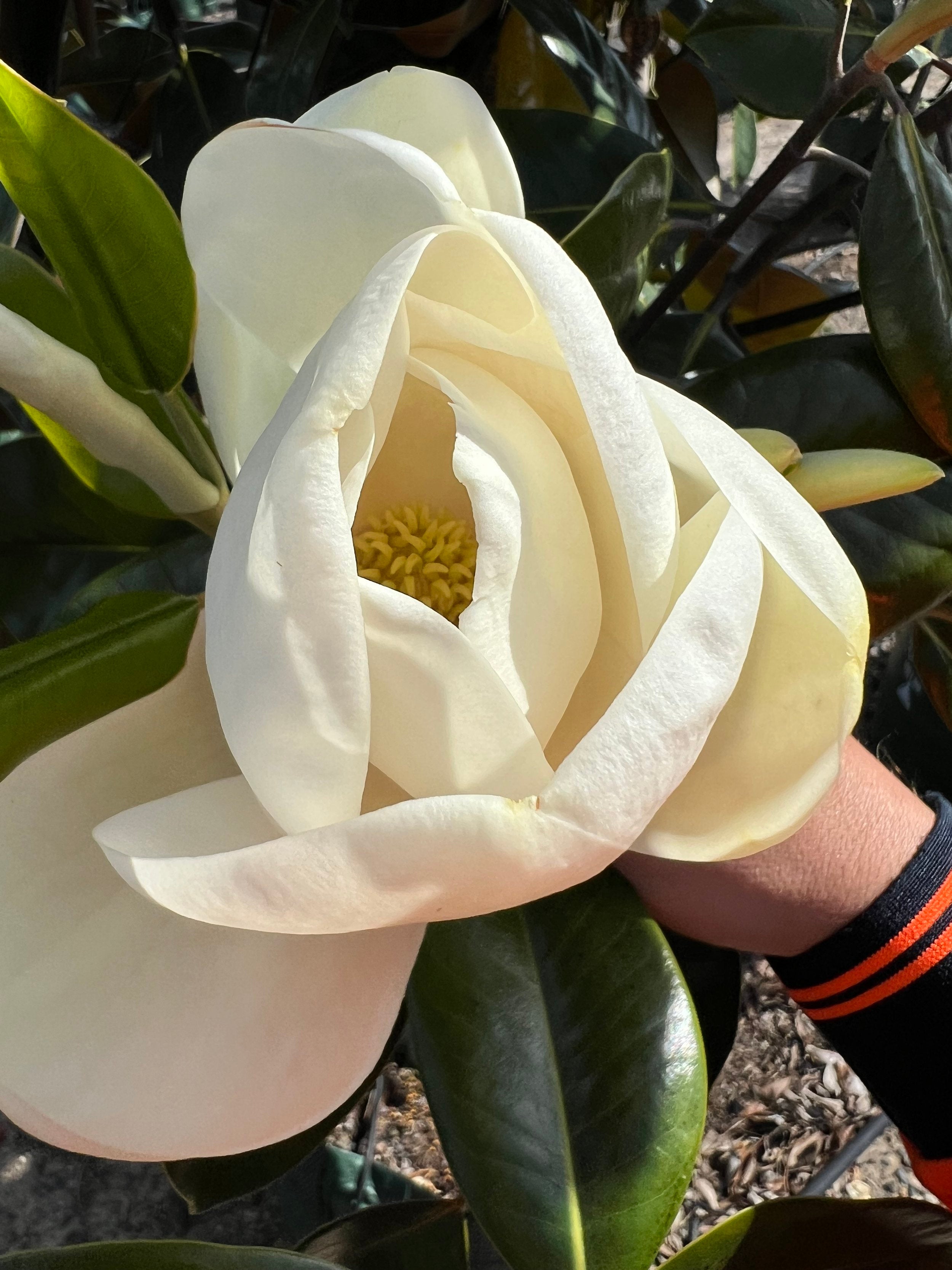Magnolia grandiflora Little Gem