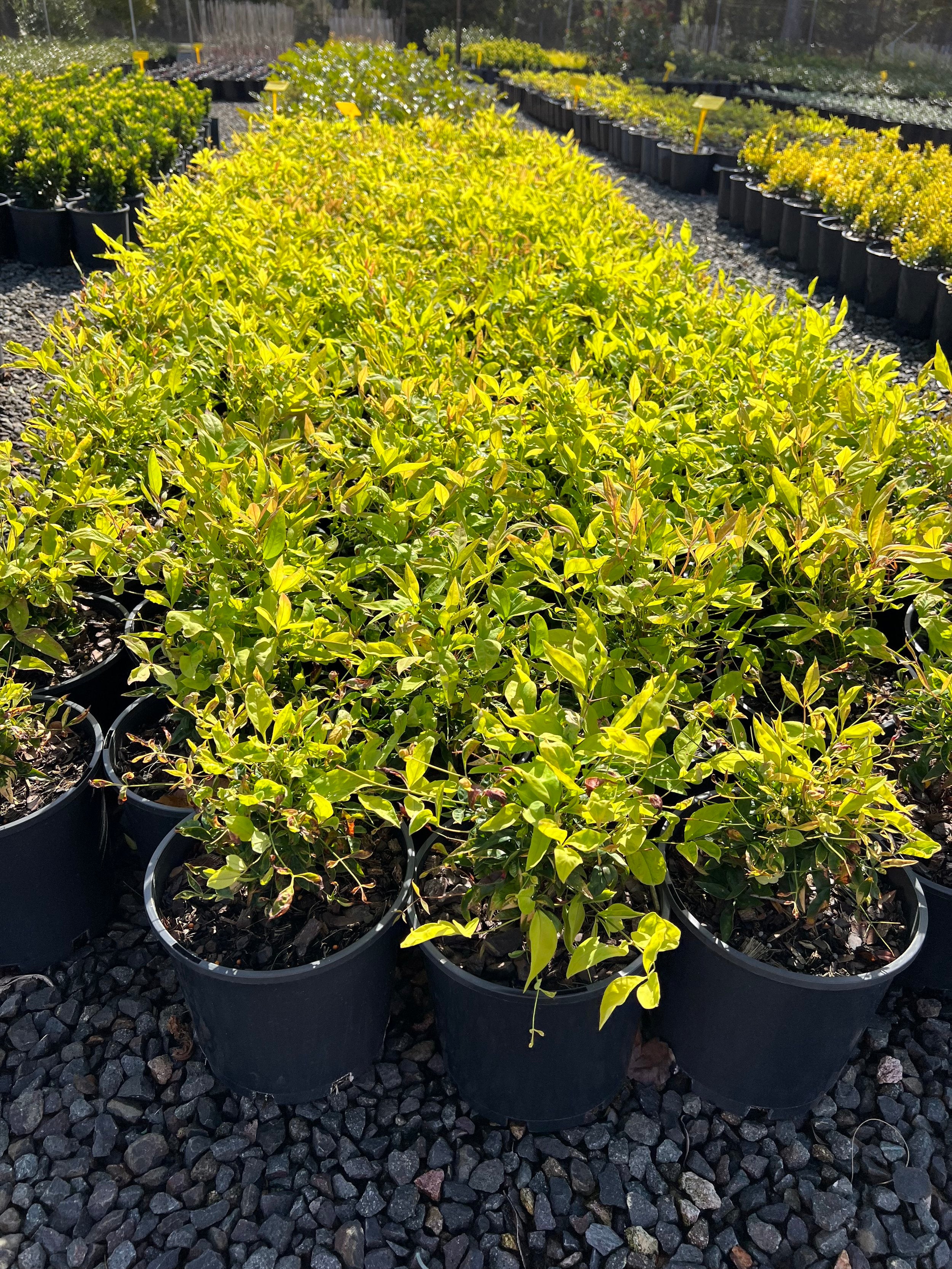 Nandina domestica Nana