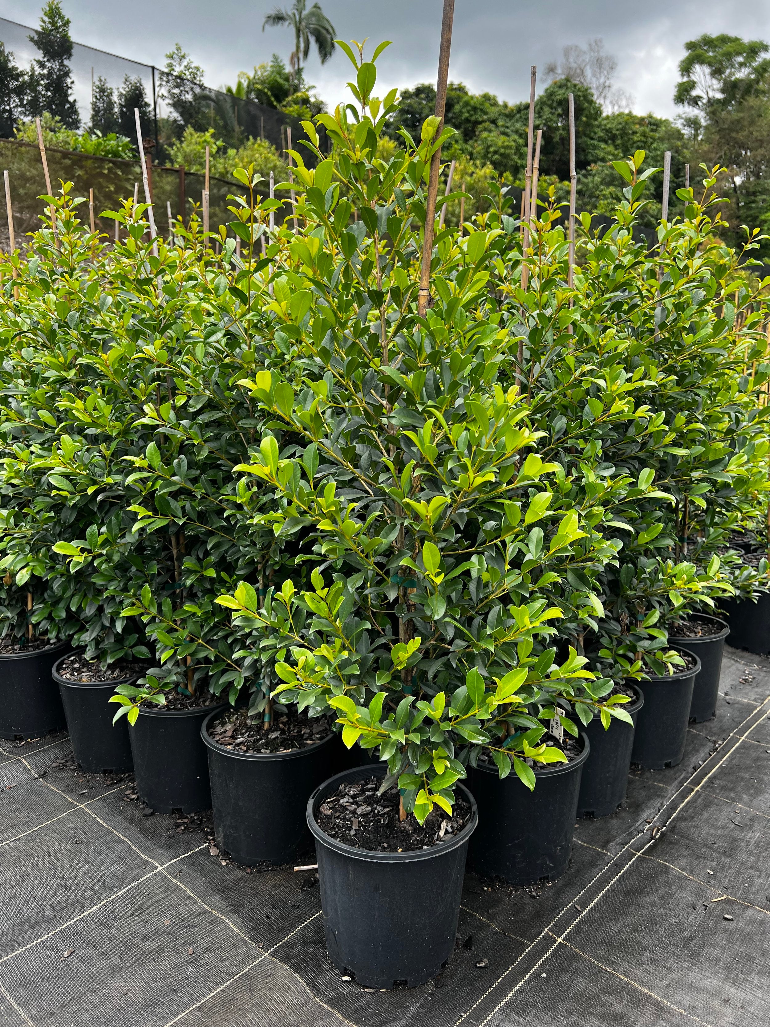 The Different Types Of Lilly Pilly Acmena Syzygium Waterhousia The Different Types Of Lilly Pilly Acmena Syzygium Waterhousia