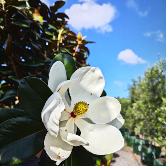 Magnolias Tree for Sale - Buy Magnolia Trees Online – Platypus Plants