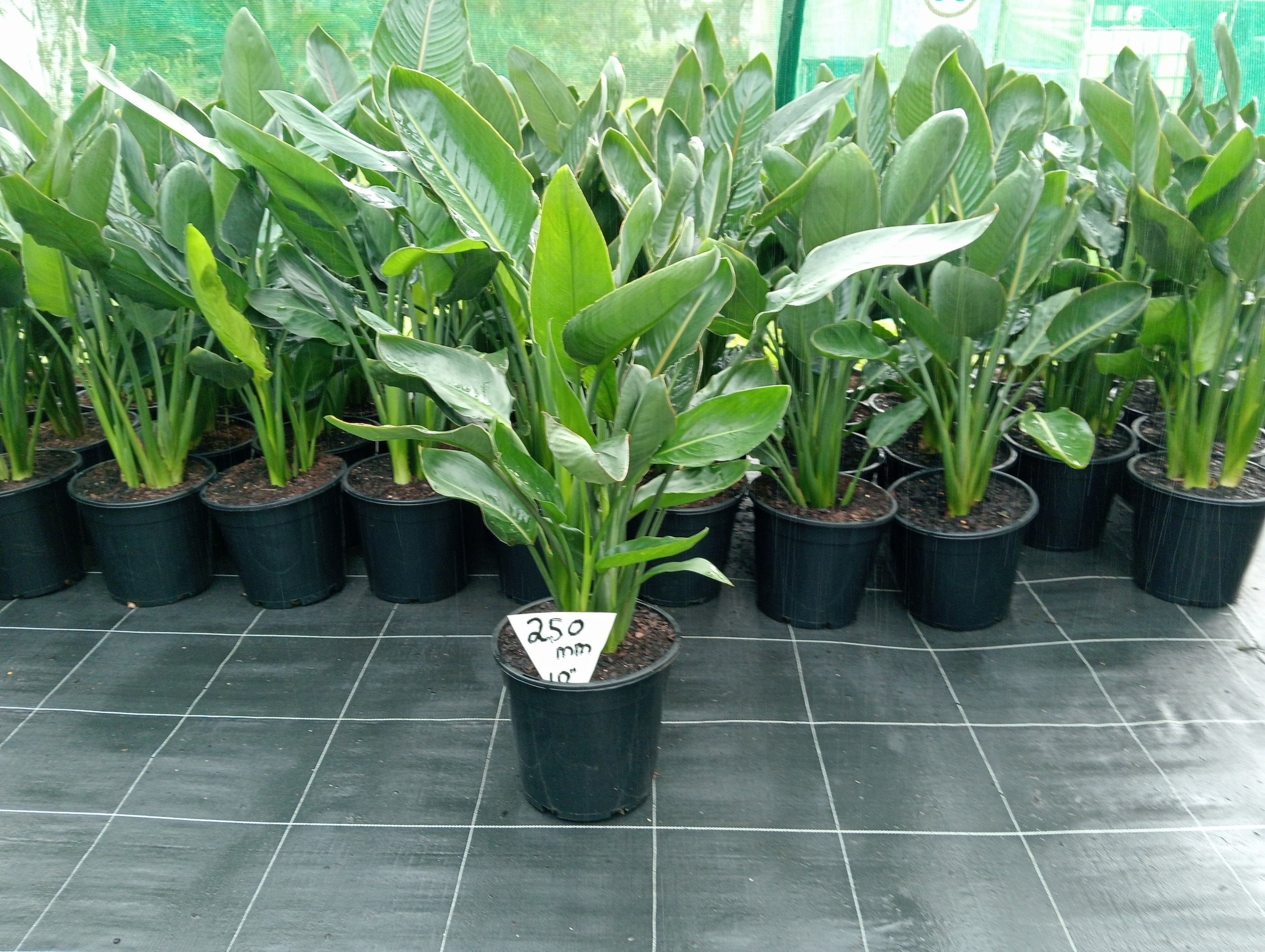 Strelitzia reginae